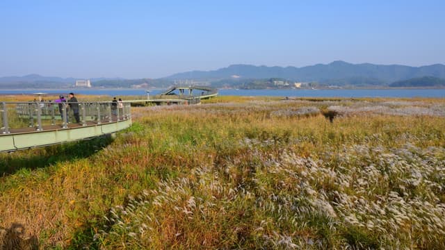 신성리 갈대밭