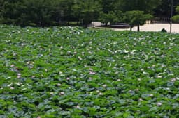 덕진공원