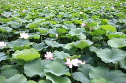 덕진공원