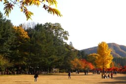 남이섬
