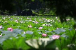 덕진공원