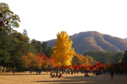 남이섬