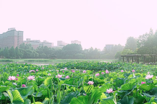 덕진공원